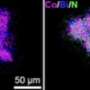 Nanoparticle-cell interface enables electromagnetic wireless programming of mammalian transgene expression