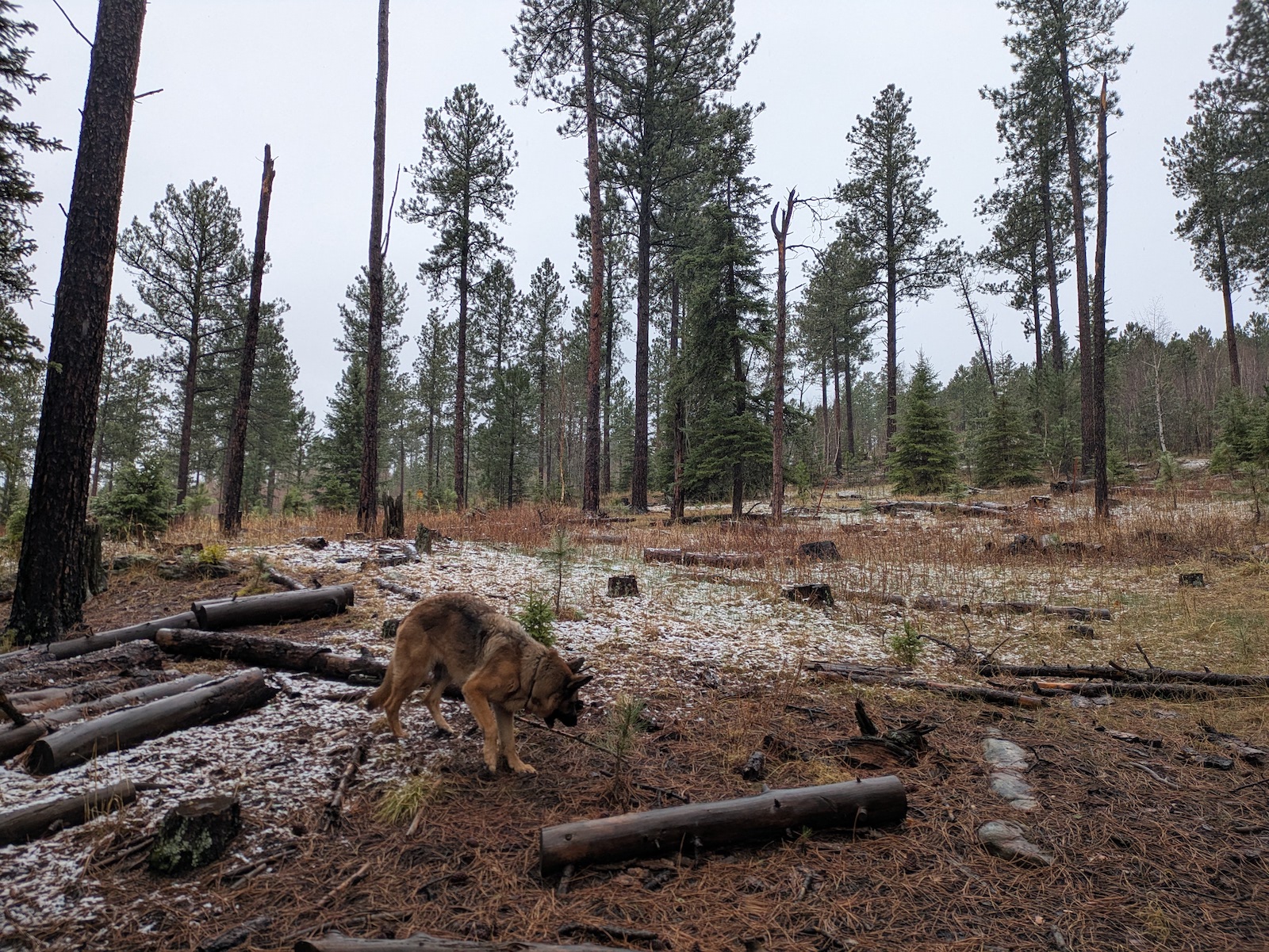 The US government stole the Black Hills. Now it’s clear-cutting them.