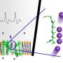 Molecular dynamics simulations show how potassium passes through an ion channel at atomic resolution