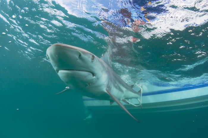A Shark’s Strong and Flexible Cartilage Could Help Us Create Advanced Materials