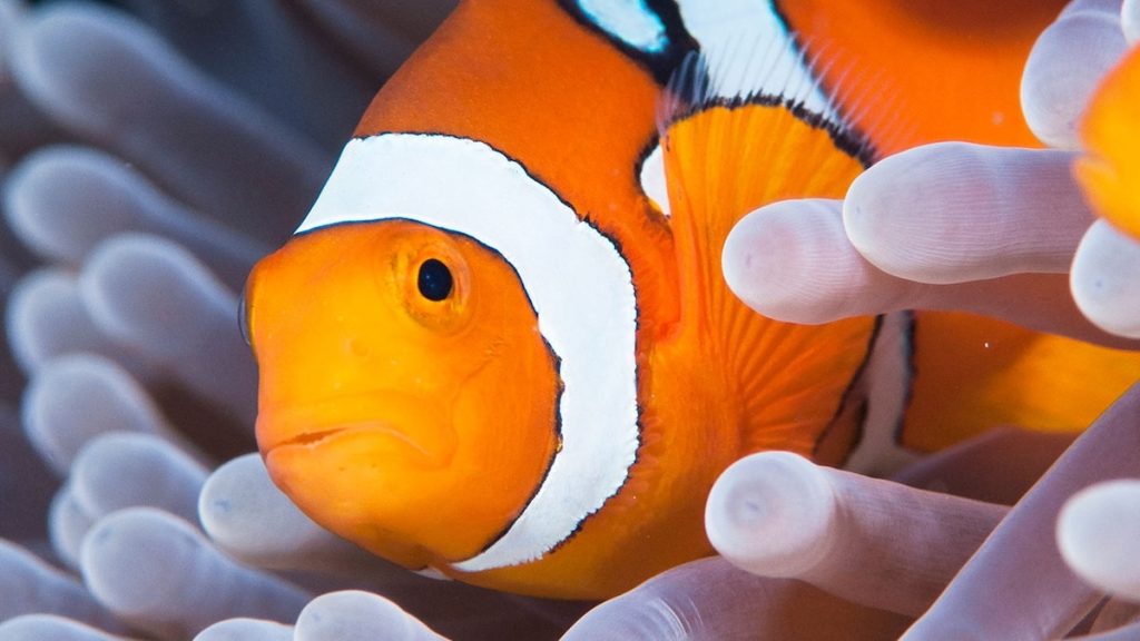 How do clownfish survive a heat wave? By shrinking themselves down