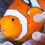 How do clownfish survive a heat wave? By shrinking themselves down