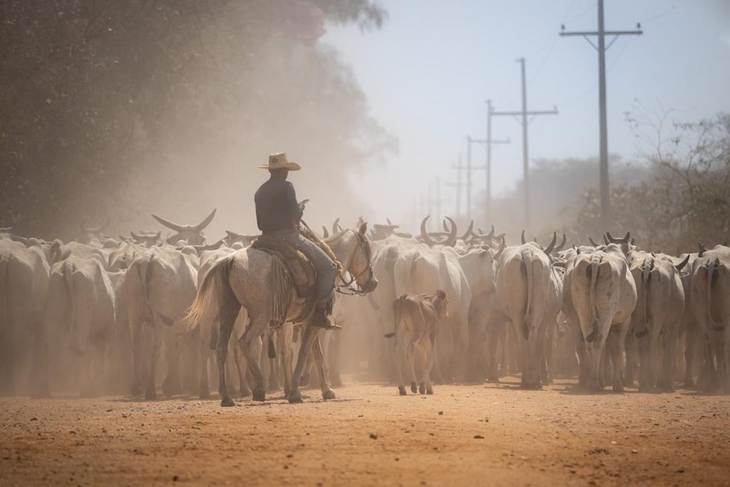 Explore the Pantanal, Brazil’s jaguar country, in photos