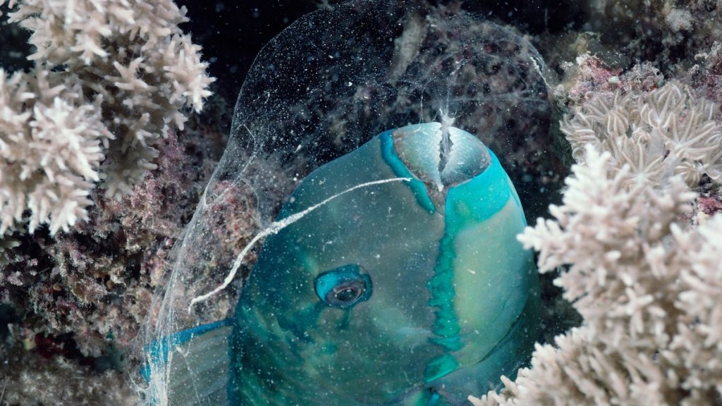 Do fish sleep? Here’s what scientists have discovered so far