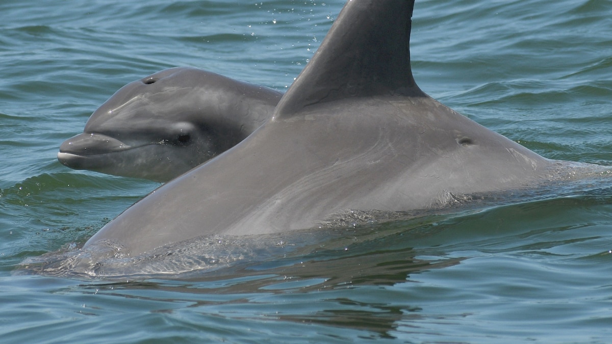 Do these Florida dolphins have a language? Scientists are finding new clues.