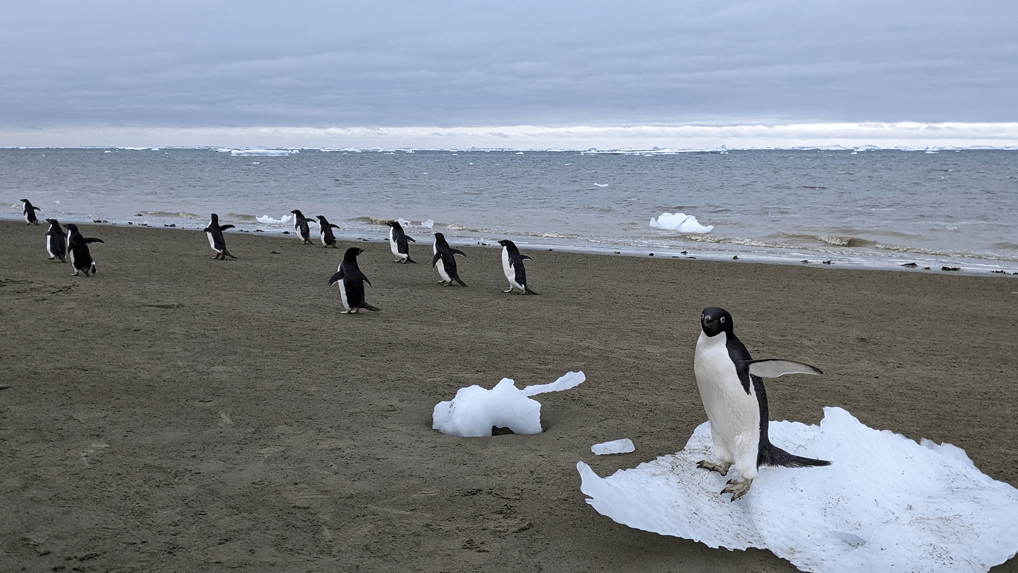 How pungent poop could help Antarctica’s penguins