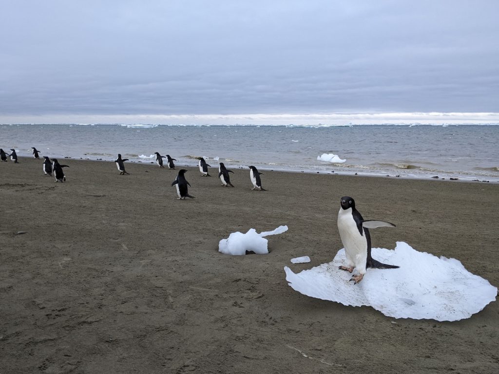 The weird way that penguin poop might be cooling Antarctica