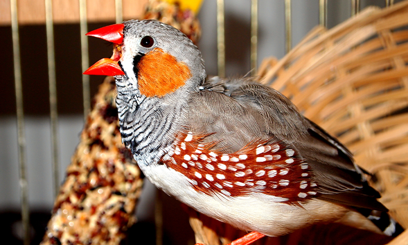 What Birdsong Says About Motivation