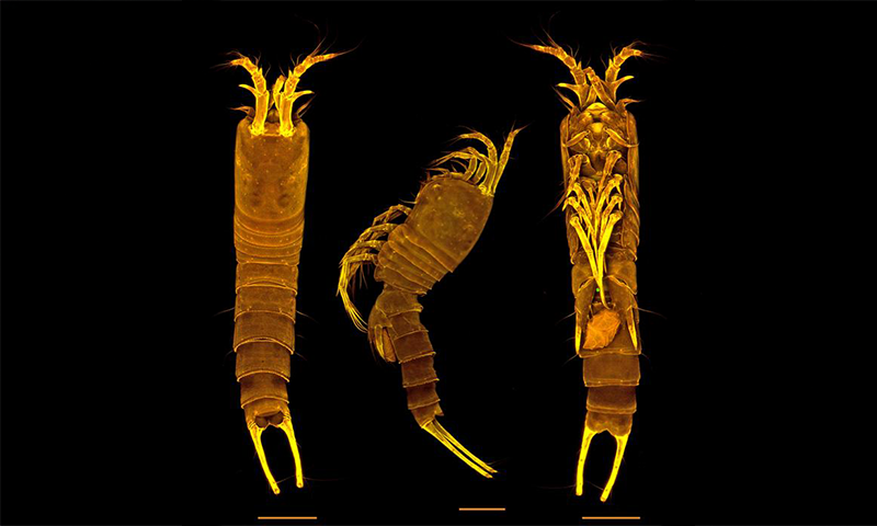 Meet a Newly Discovered Cave Crustacean