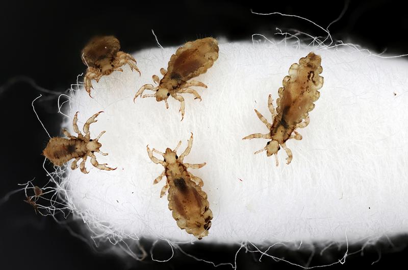 Clothing—not agriculture—helped spread a tick disease 5000 years ago