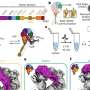 Microscopic movies capture brain proteins in action, revealing new insight into shapes and functions