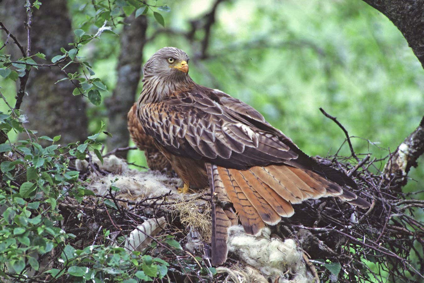 Why birds decorate their nests with weird and unnatural objects