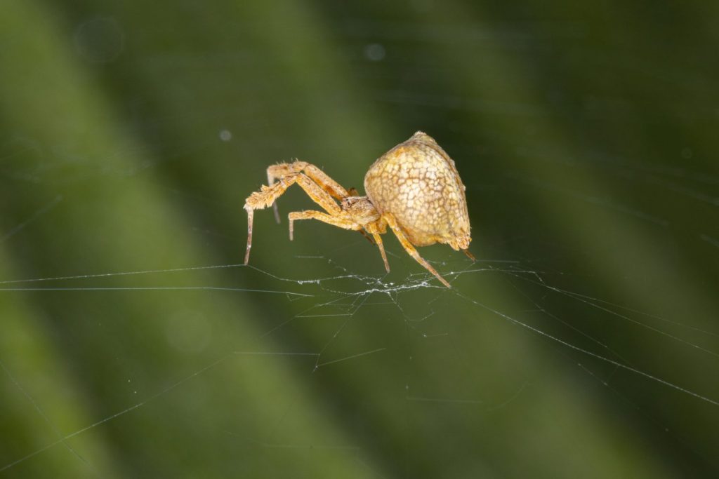 First ever gene-edited spider spins webs of glowing red silk