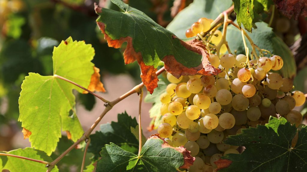 Top winemaker ‘may have to leave its Spanish vineyards due to climate crisis’