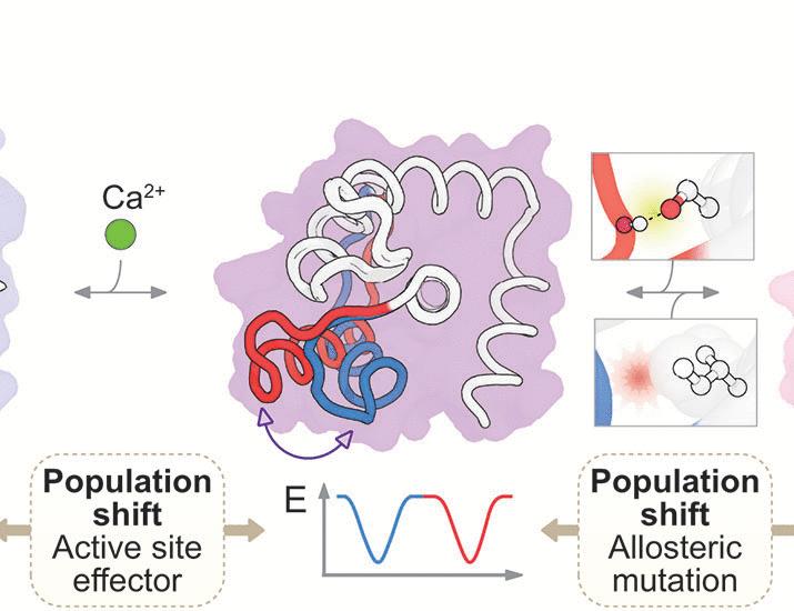 Deep learning–guided design of dynamic proteins | Science