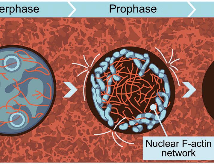 Actin organizes chromosomes and microtubules to ensure mitotic fidelity in the preimplantation embryo | Science