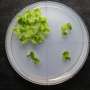 A root development gene that’s older than root development