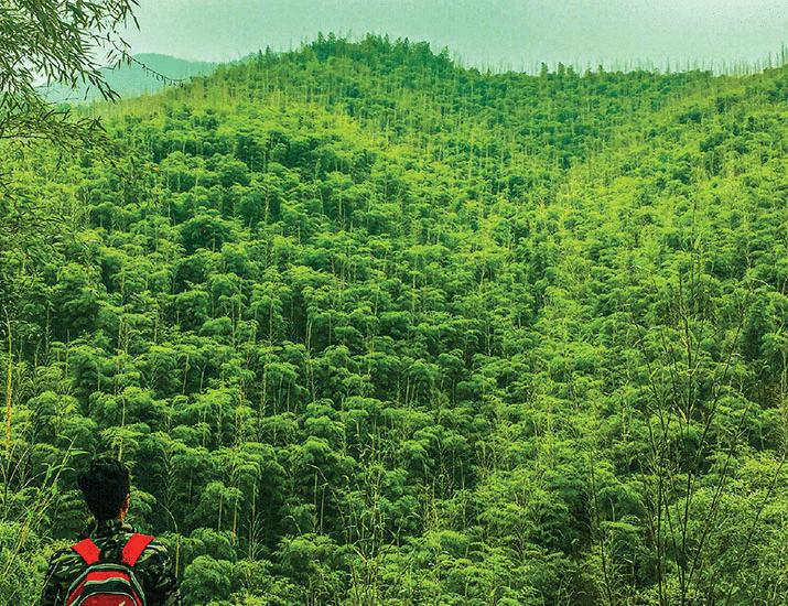 Embracing bamboo’s resilience | Science