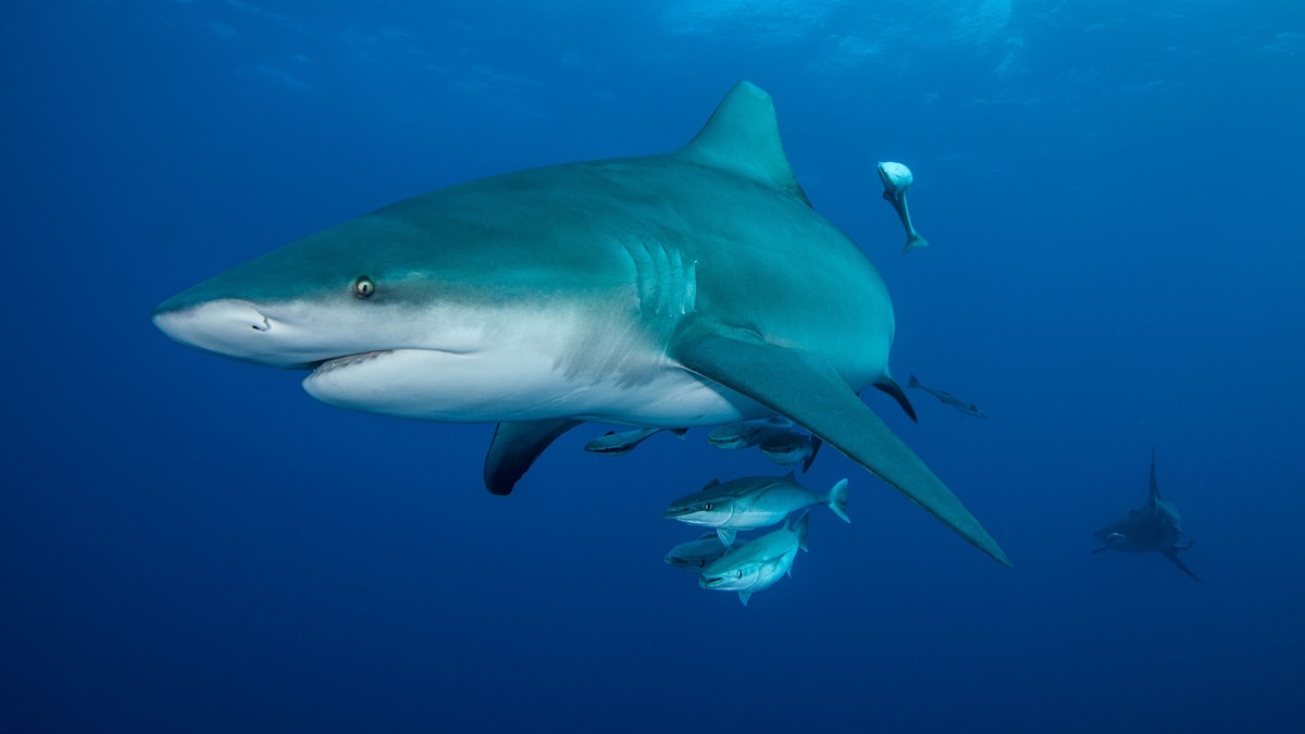 How did this shark swim a record-breaking 4,000 miles—a journey once thought impossible