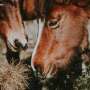 Analyzing horse facial expressions can help us better understand equine emotions and welfare