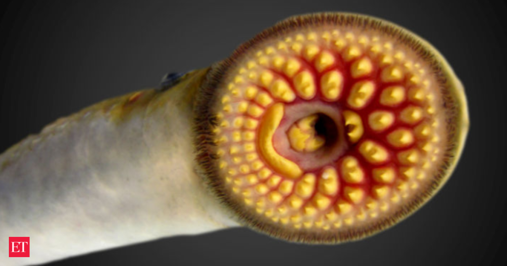 What’s slithering beneath the Great Lakes has 150 teeth, a serrated tongue, and a ruthless hunger that could collapse the entire ecosystem