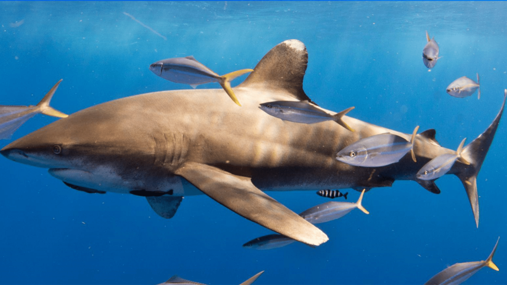 Sharks surprise scientists by sharing a meal