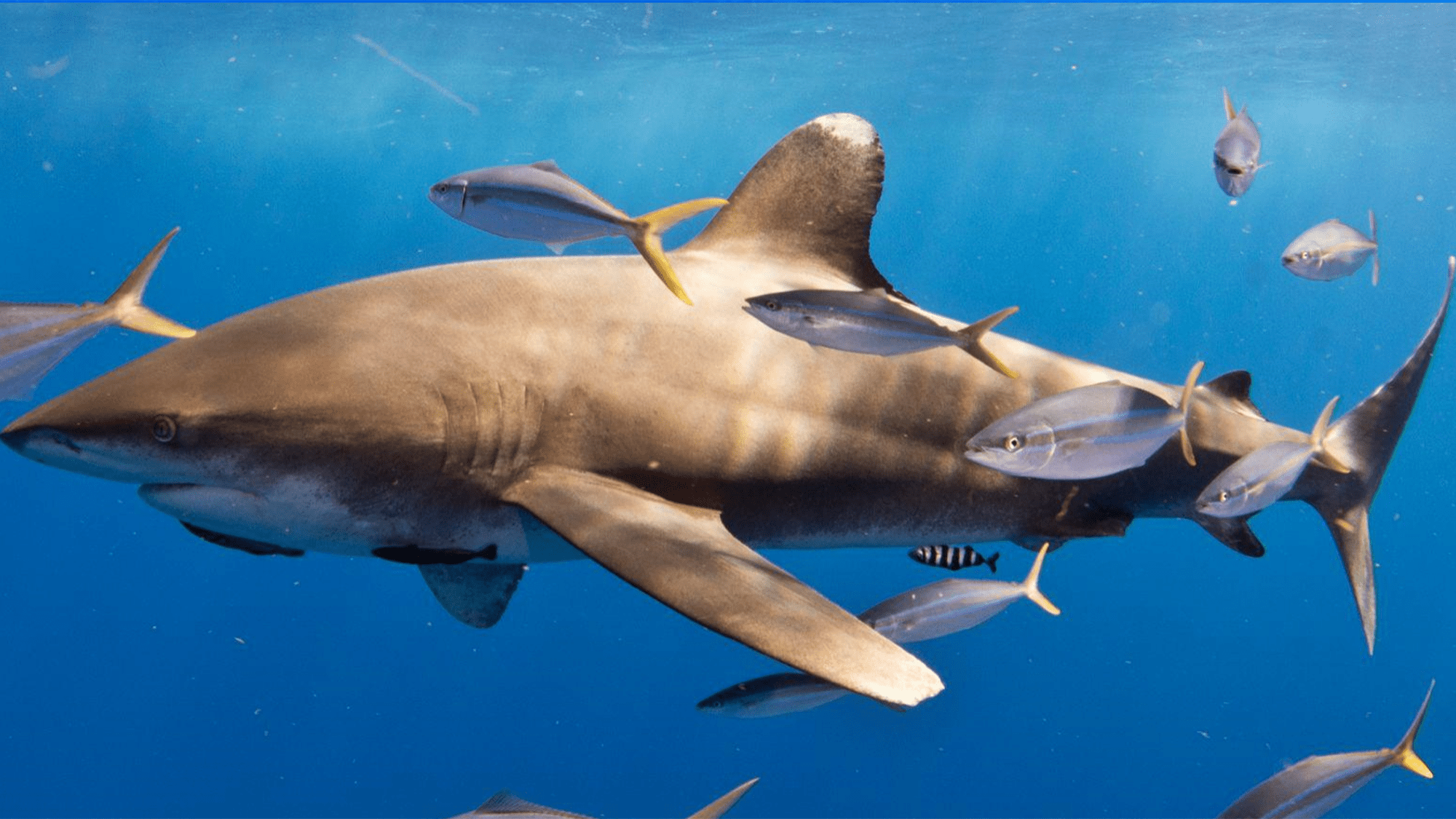 Sharks surprise scientists by sharing a meal