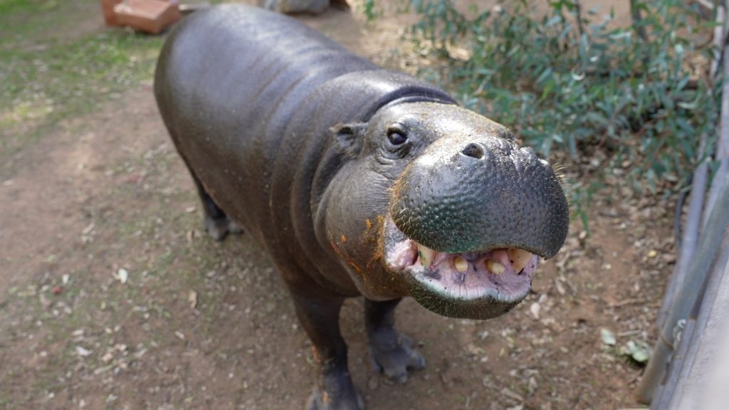 This 51-year-old pygmy hippo just set a world record
