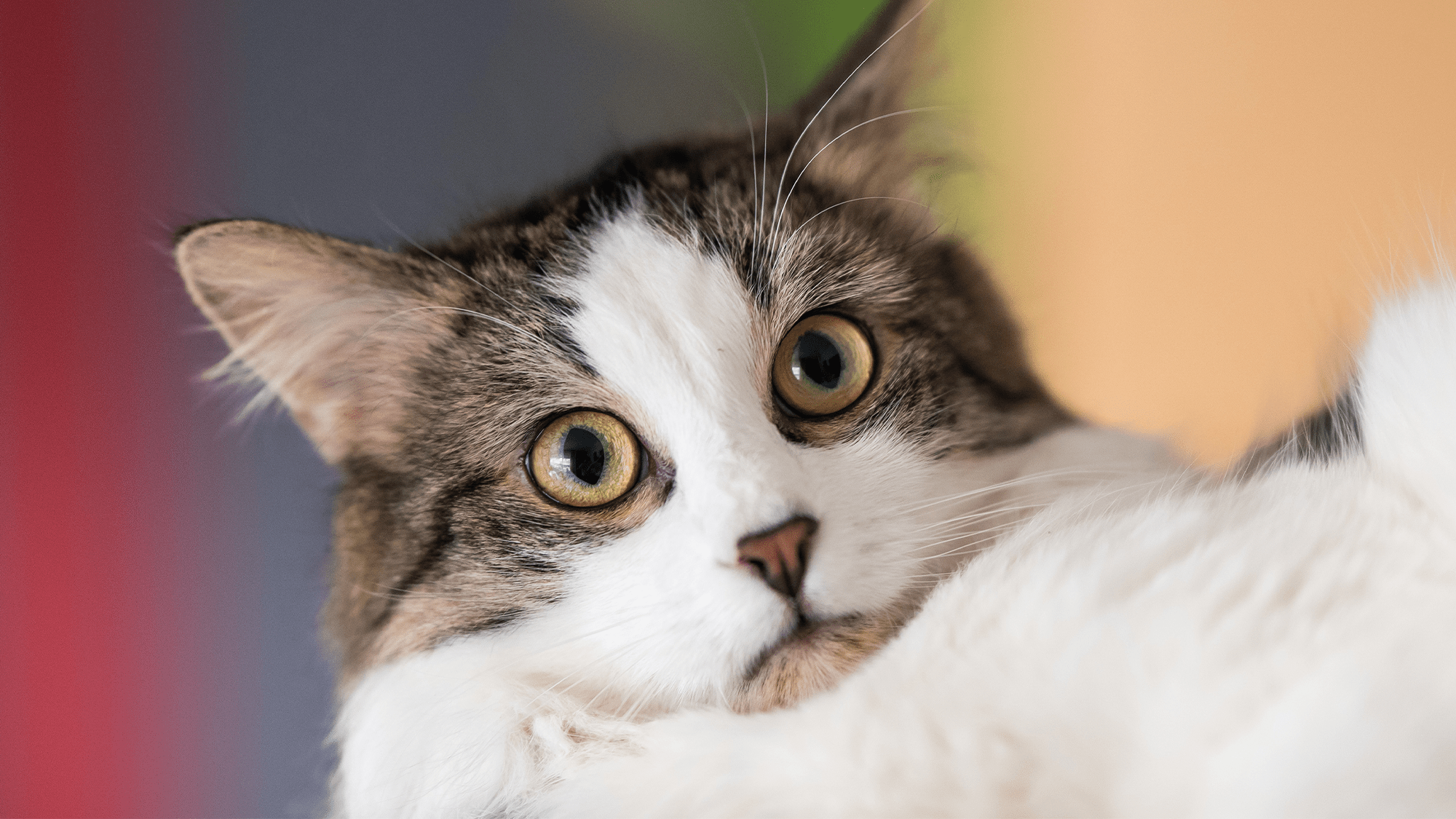 Your cat probably knows your smell