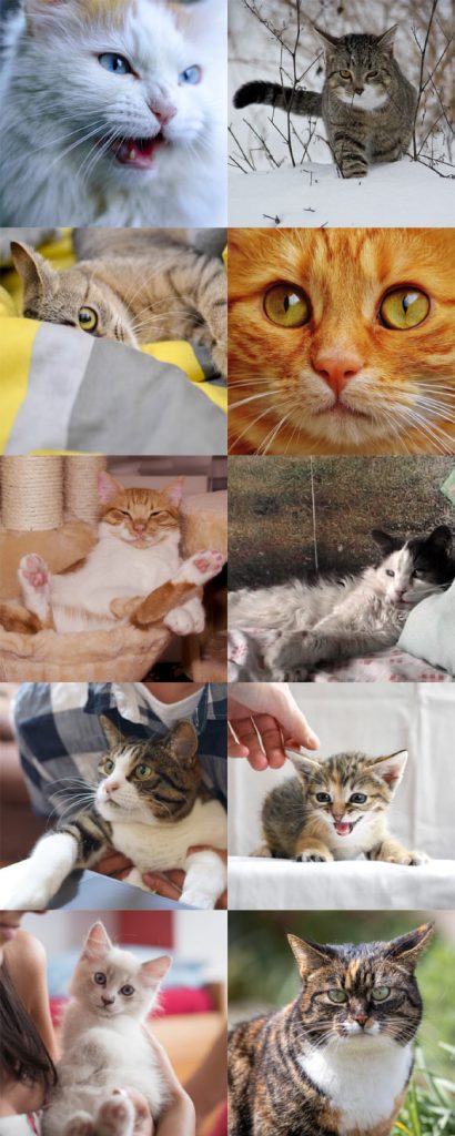 Domestic Cats Recognize Odor of Their Owner, Researchers Say