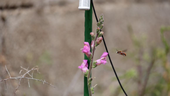 Buzzing Sounds of Pollinators Lead Plants to Increase Their Nectar Production, Study Says