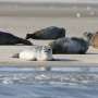 Gaming seals reveal how cloudy water provides sense of direction