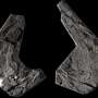 Long shot science leads to revised age for land-animal ancestor
