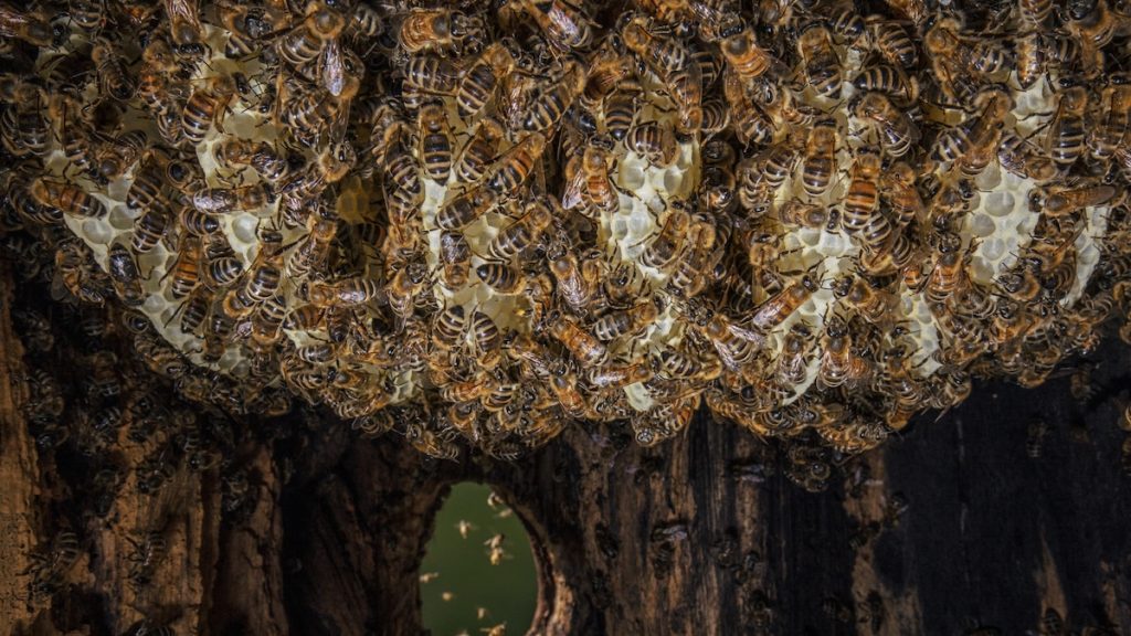 A quiet island experiment reveals a battle of the bees