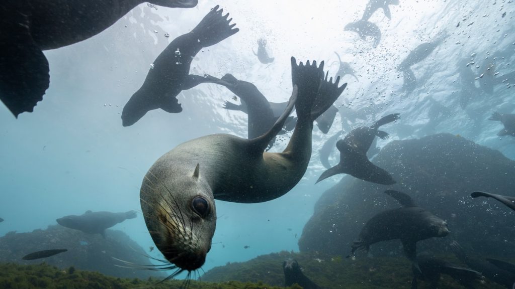 Chile’s Juan Fernández Islands are wild and beautiful. Residents want them to stay that way.