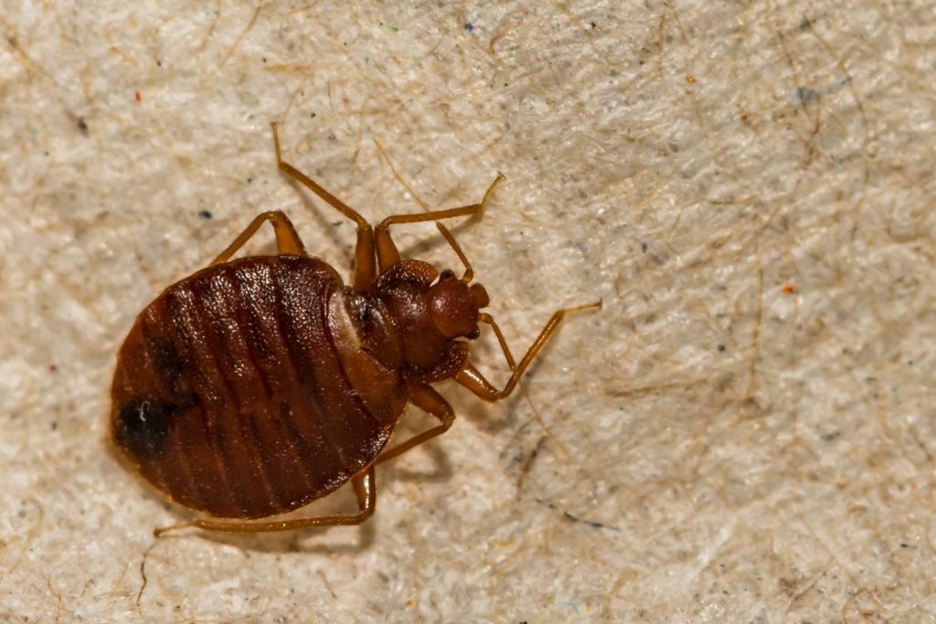 These bugs may be the oldest pests humans have had to deal with