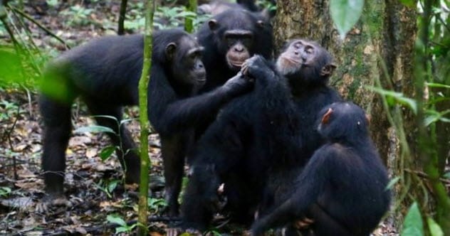 10 Secret Abilities of Well-Known Animals