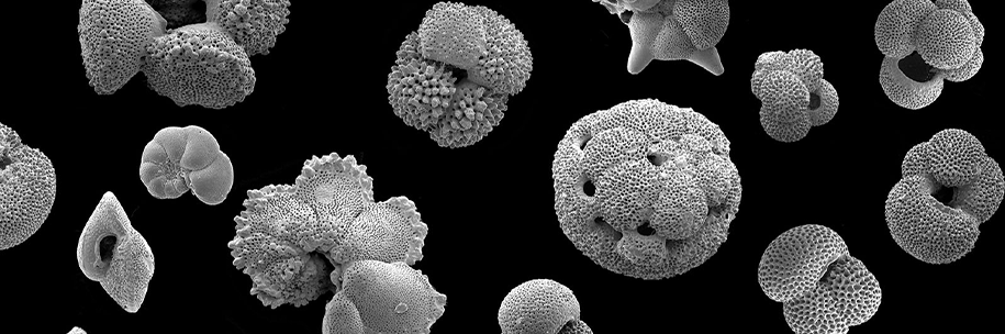 These Tiny Beautiful Fossils Tell the Future