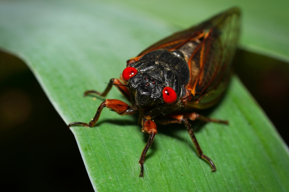 Cicadas Will Soon Bring a Noisy Start to the 2025 Summer as Brood XIV Emerges