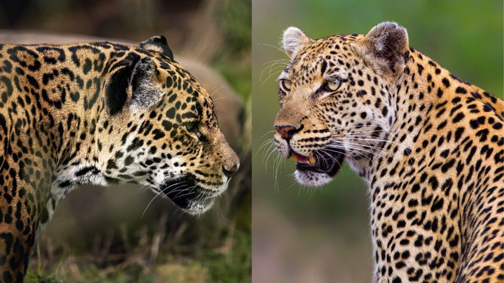 What’s the difference between a leopard and a jaguar?