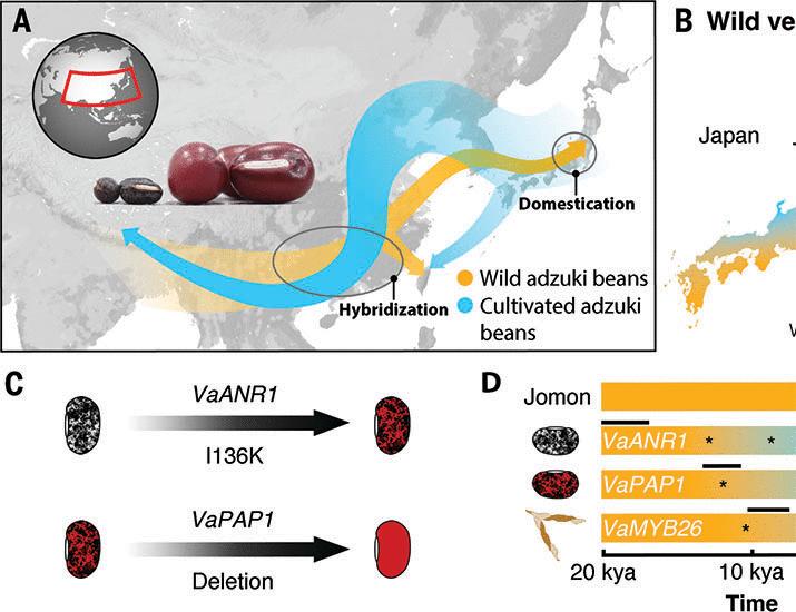 A single domestication origin of adzuki bean in Japan and the evolution of domestication genes | Science