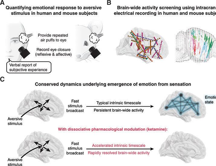Conserved brain-wide emergence of emotional response from sensory experience in humans and mice | Science