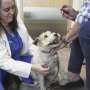 Dogs and cats can also suffer from allergies, but there are ways to help our furry friends