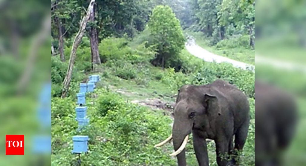 Karnataka explores beehive fencing to tackle elephant conflict