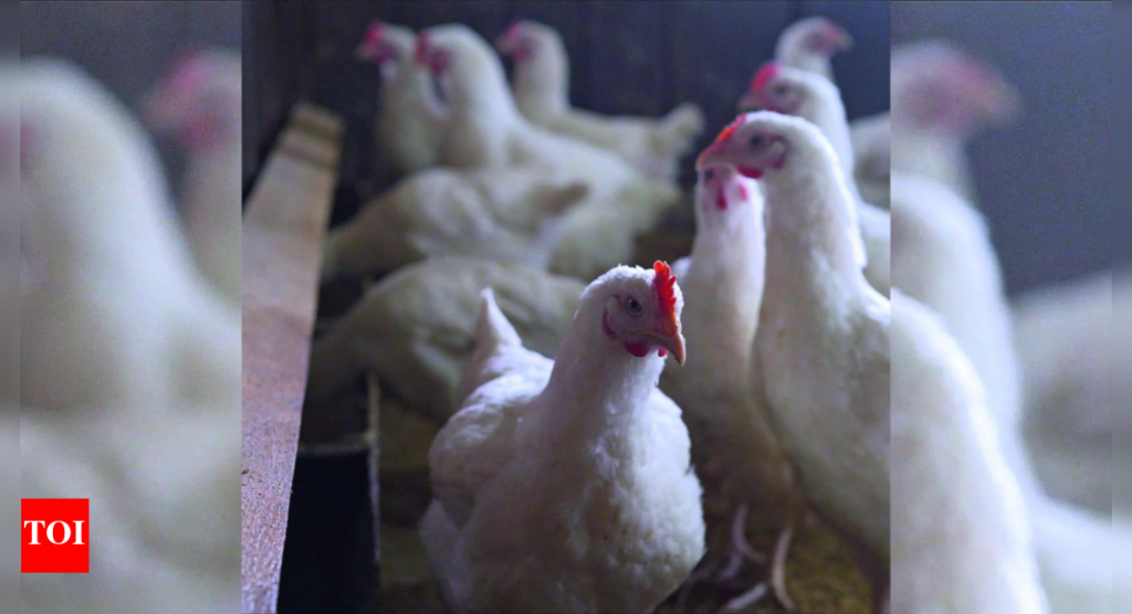Gorakhpur poultry shops shut for 21 days after bird flu cases