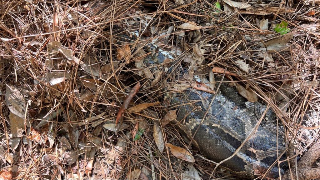 Florida bobcat bites the head off of 13-foot Burmese python in the Everglades