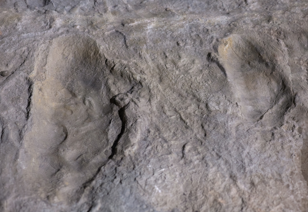 Were Hominins in Europe 6 Million Years Ago? Footprint Find Sparks Debate