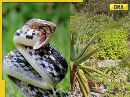Experts claim this plant contains ayurvedic remedy, can eliminate snake poison in just…