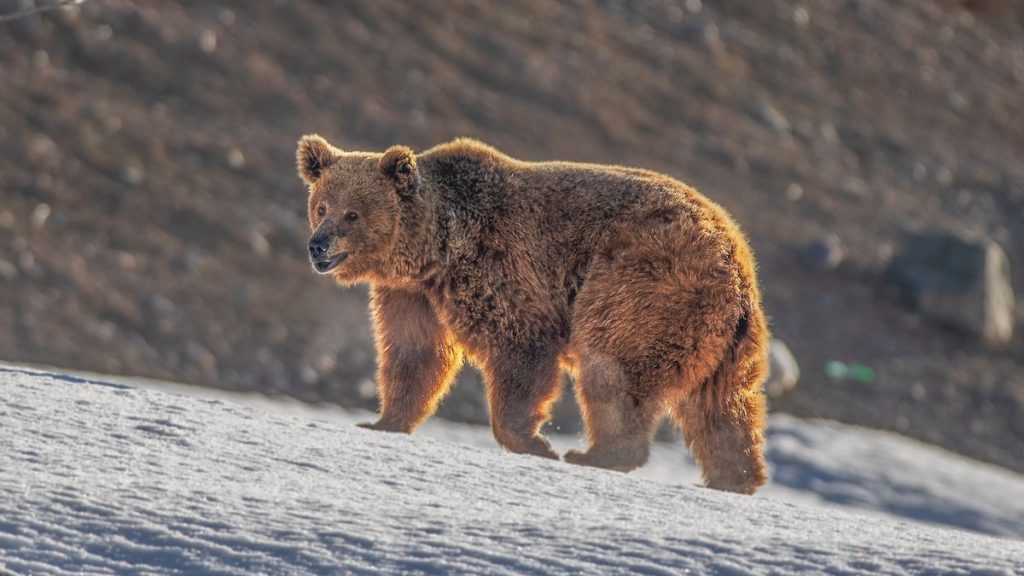 Learning to live with the 800-pound bear next door