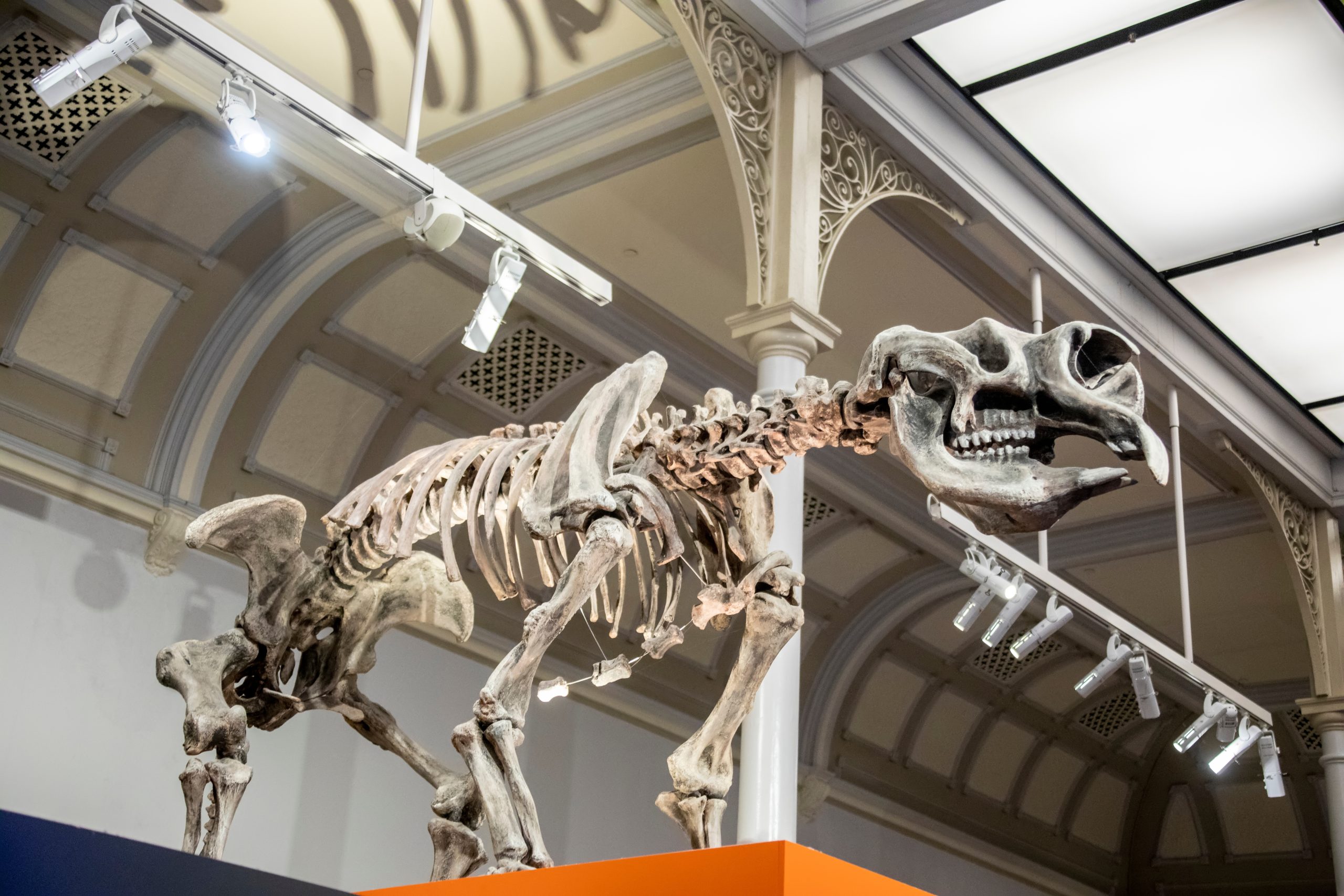 We May Now Know Why an Ancient, Hippo-Sized Wombat and Other Megafauna Went Extinct